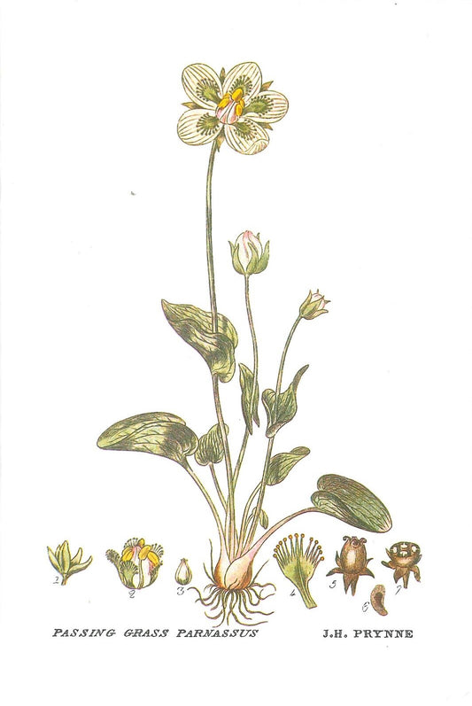 Passing Grass Parnassus